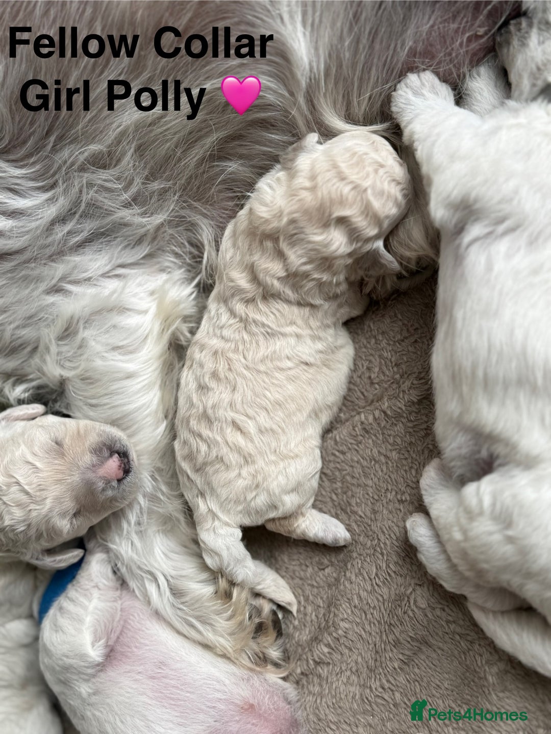 Poochon dogs for sale: Beautiful Poochon Puppies – Ready for Viewing - Image 17