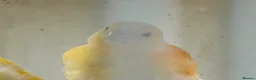 Canaries birds for sale: 4 young canaries for sale - Advert 3