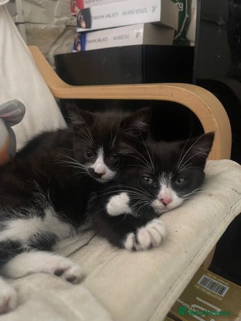 Ragdoll cats - Advert 2