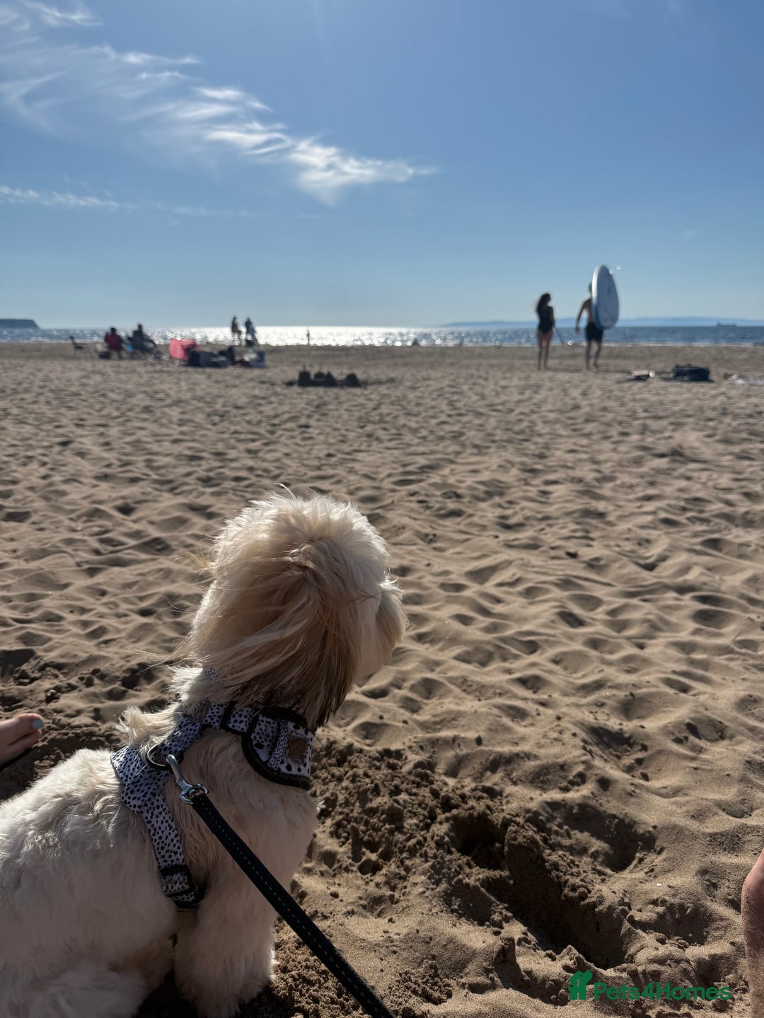 Lhasa Apso dogs for stud: KC Registered Lhasa Apso Stud - Advert 4