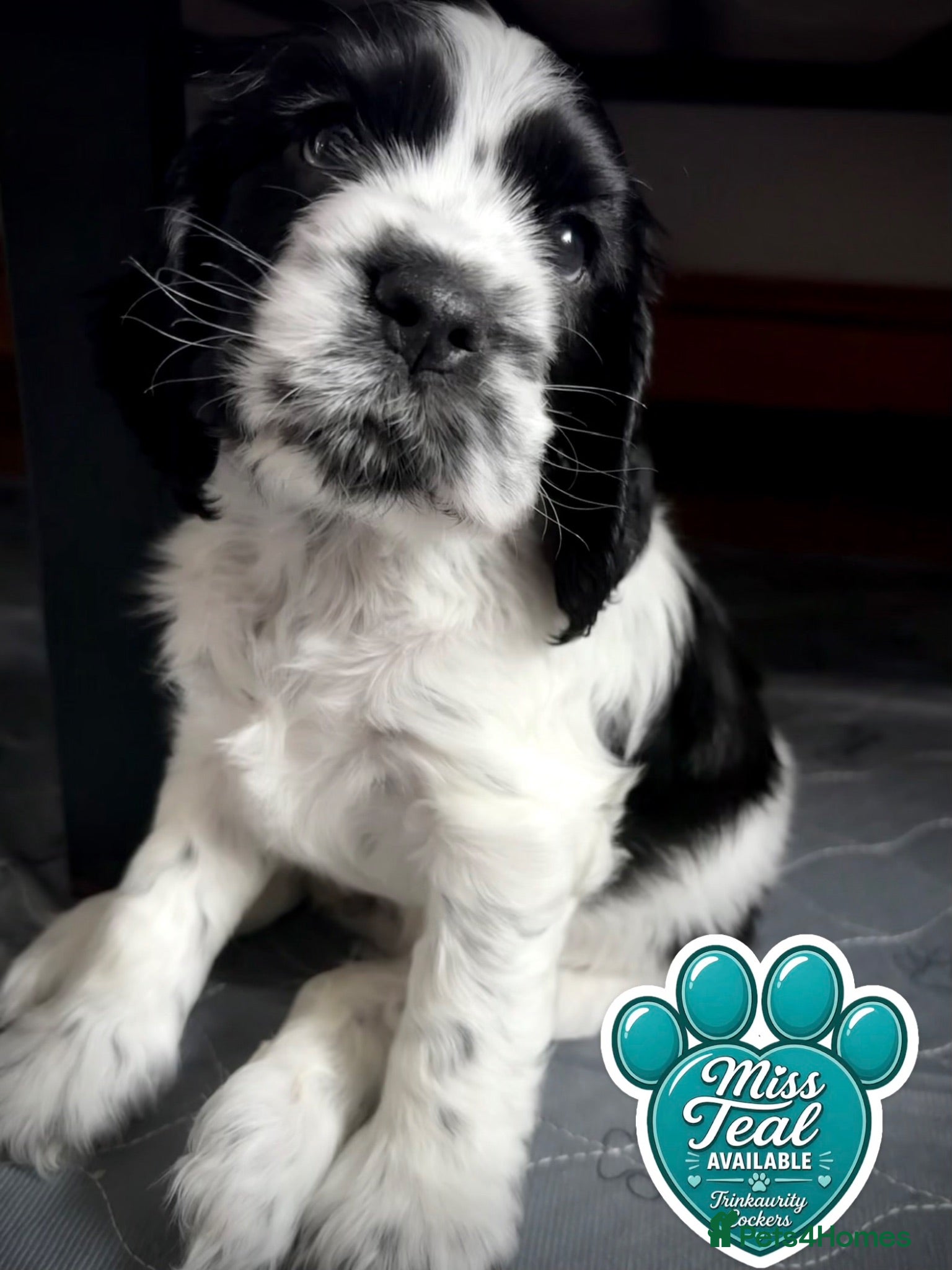 Cocker Spaniel dogs KC Reg; DNA Tested; 1.5% COI; Home-Reared Spaniels - Advert 1
