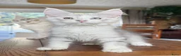 Maine Coon cats for sale: 💝Magnificent large TICA kittens 💖 - Advert 16