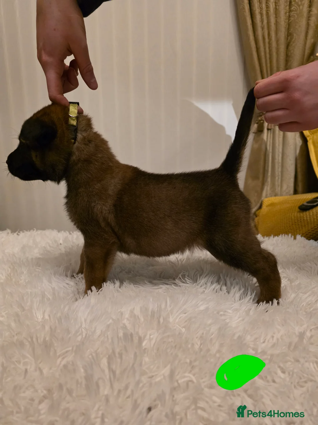 Belgian Shepherd Dog dogs for sale: 🔥🔥Fantastic Belgian Malinois Puppies🔥🔥 - Advert 11