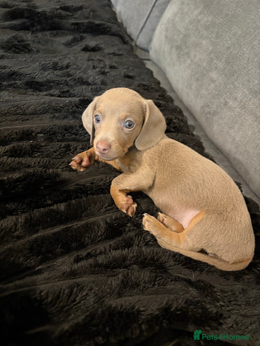 Dachshund dogs for sale: Lilac and tan miniature dachshund  - Advert 5