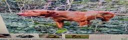 Hungarian Vizsla dogs for sale: KC REG & HEALTH CHECKED PARENTS & PUPS - Advert 21