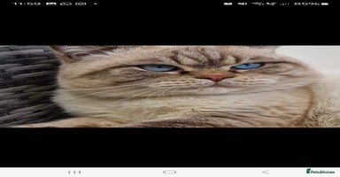 British Shorthair cats - Advert 8
