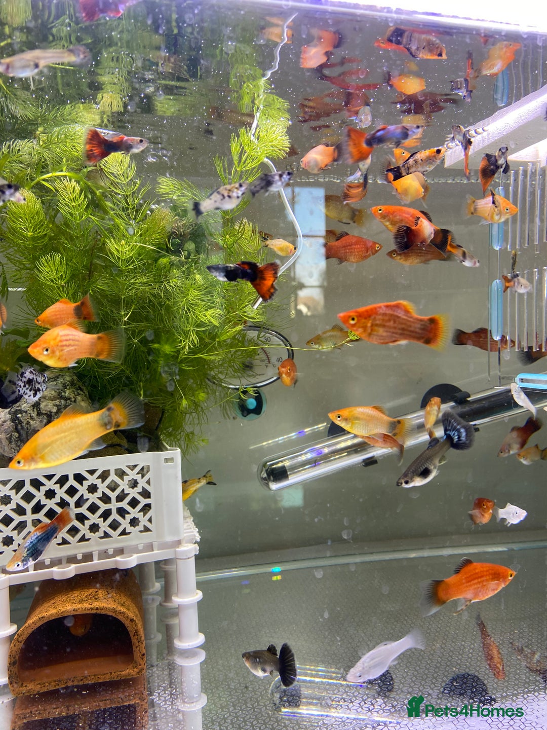 Plecos fish for sale: Beautiful small Platy, Guppy &Pleco – Hobby Tank - Advert 19