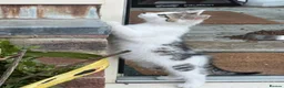 Mixed Breed cats for sale: White and tabby hugely friendly kittens for sale - Advert 16