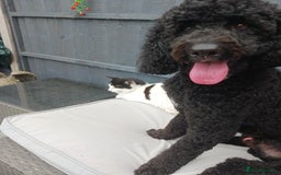 Cockapoo dogs for sale: Cockapoo - Image 1