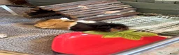 Guinea Pig rodents for sale: Guinea pig boarding in Herne bay - Advert 7