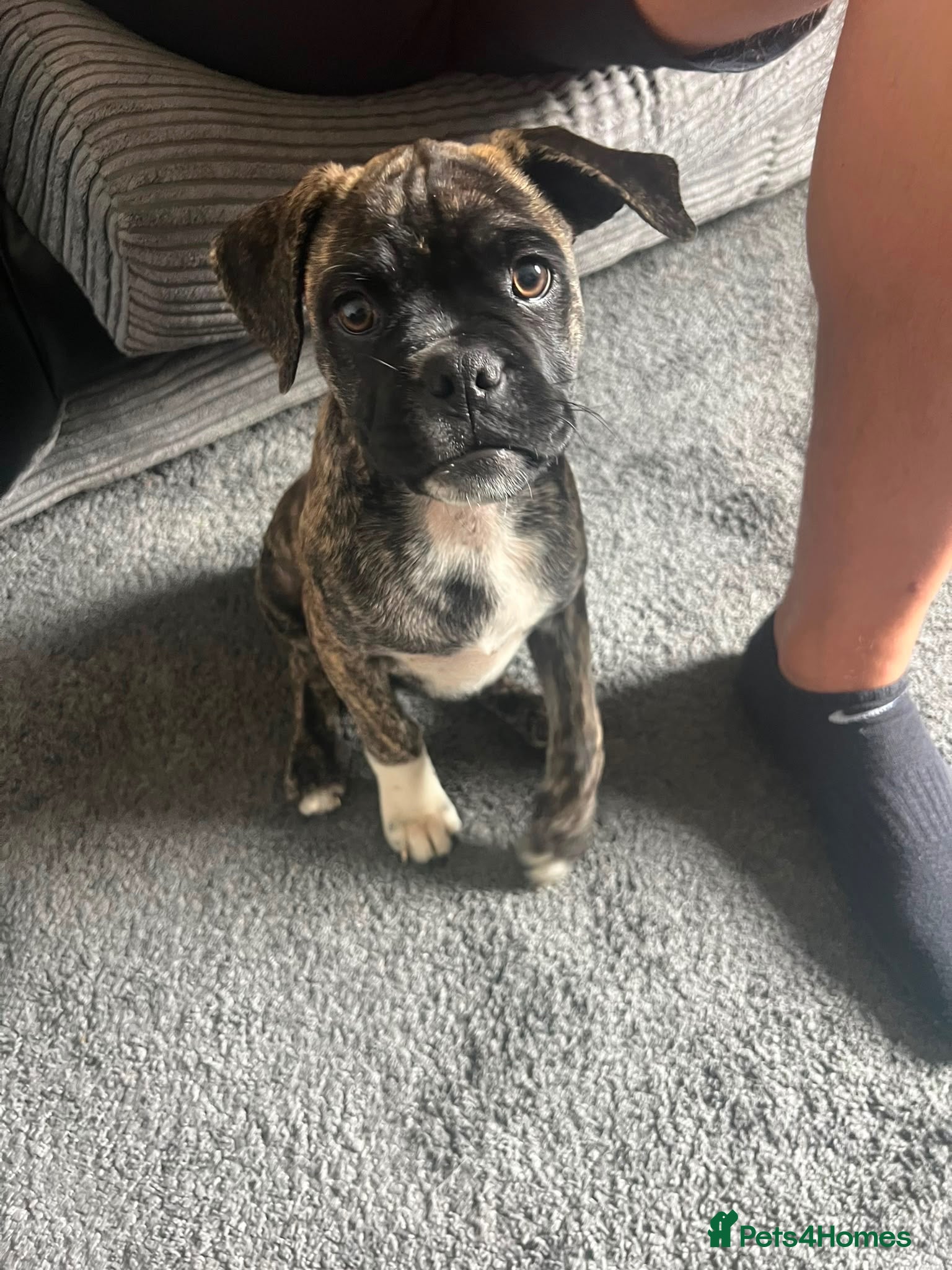 Mixed Breed dogs Staffy Mixed with Pug - Advert 14