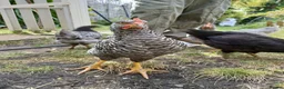 Chickens poultry for sale: 2x 8 week old roosters - Advert 4