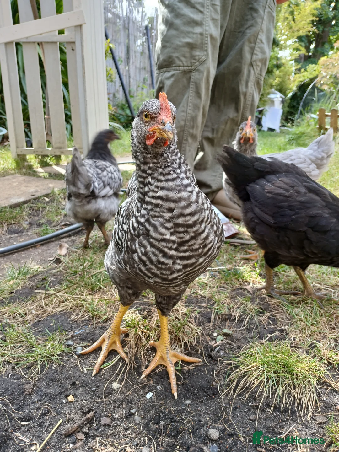Chickens poultry for sale: 2x 8 week old roosters - Advert 4