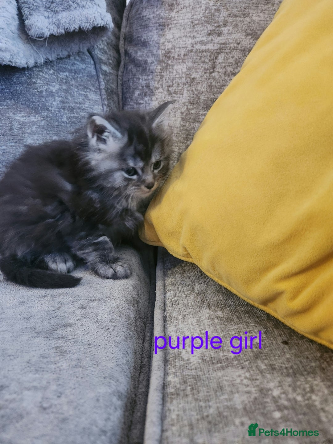 Maine Coon cats for sale: Pure Maine coon kittens - Advert 6