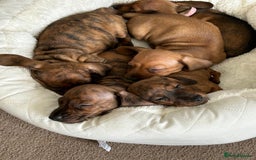Miniature Dachshund dogs for sale: Miniature dachshund KC registered  - Image 12
