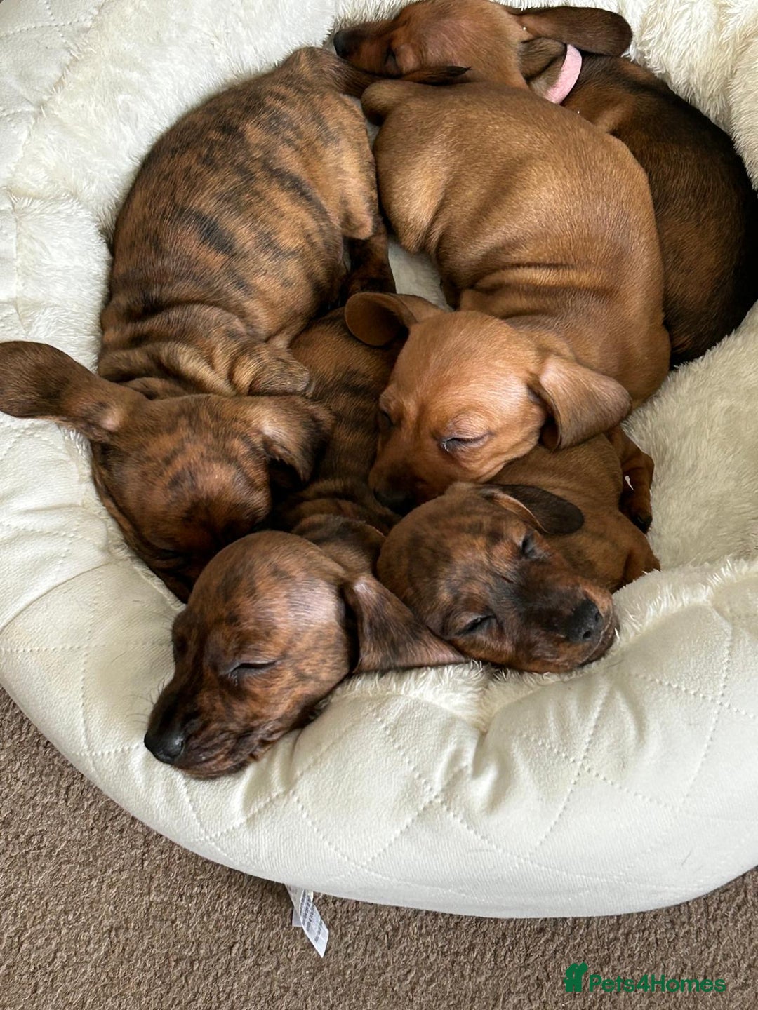 Miniature Dachshund dogs for sale: Miniature dachshund KC registered  - Image 12