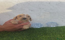 Cocker Spaniel dogs for sale: 🐾 Reservation list now open🐾 - Image 8