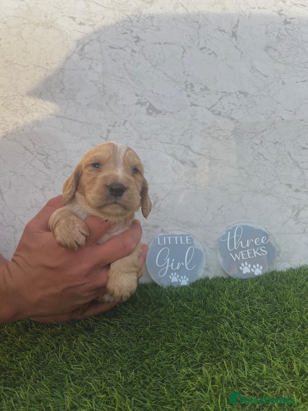 Cocker Spaniel dogs for sale: 🐾 Reservation list now open🐾 - Image 8