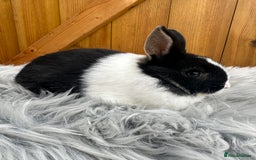 Netherland Dwarf rabbits for sale: Netherland Dwarf Rabbits For Sale - Image 7
