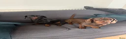 Miniature Dachshund dogs for sale: Satch needs a forever home- FREE - Advert 4