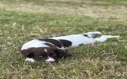 English Springer Spaniel dogs for sale: Stunning DNA Clear KC Springer Spaniel Puppies  - Image 8