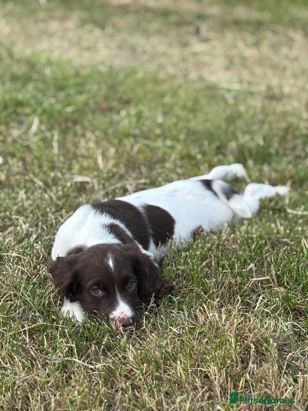 English Springer Spaniel dogs for sale: Stunning DNA Clear KC Springer Spaniel Puppies  - Image 8
