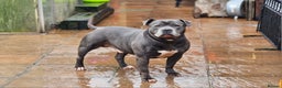 Staffordshire Bull Terrier dogs for sale: Staffordshire Bull Terrier Male - Advert 1