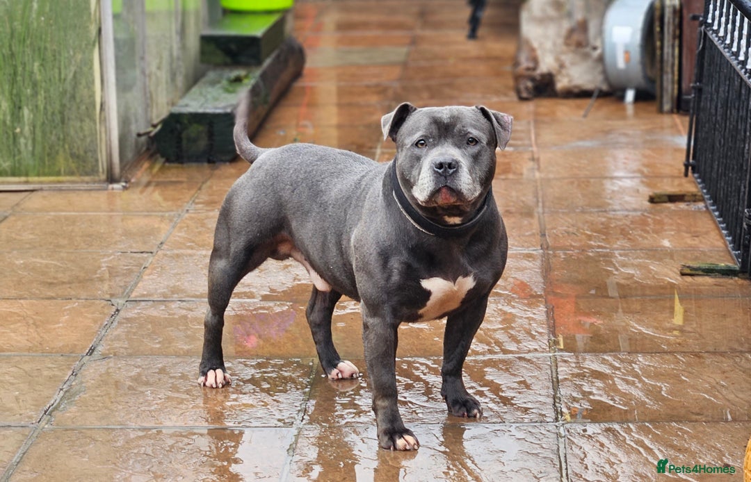 Staffordshire Bull Terrier dogs for sale: Staffordshire Bull Terrier Male - Advert 1