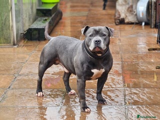 Staffordshire Bull Terrier dogs Staffordshire Bull Terrier Male - Advert 11