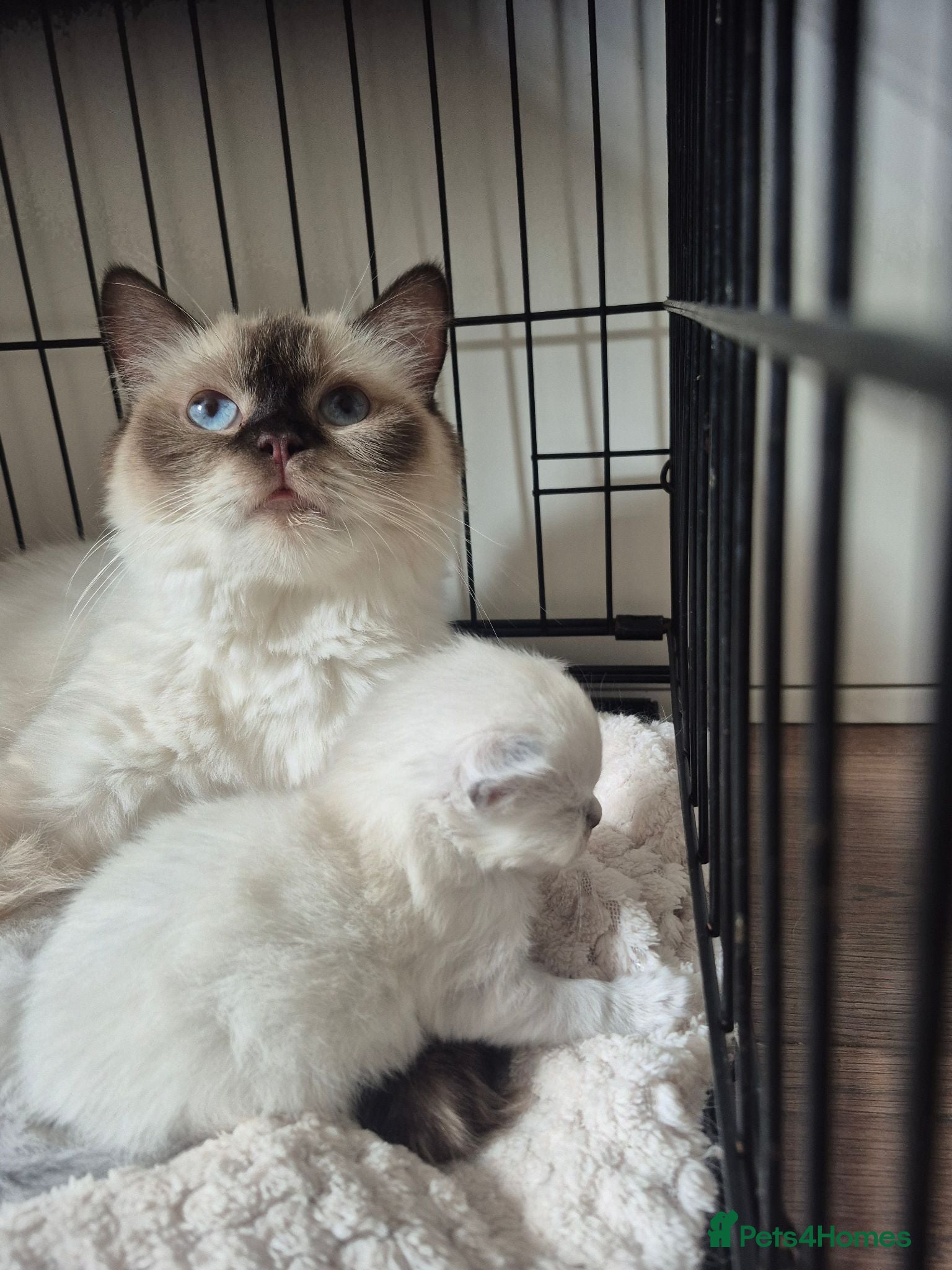 Ragdoll cats Blue point/ seal point Ragdoll kittens  - Advert 1
