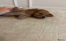 Miniature Dachshund dogs for sale: True KC miniature dachshund  - Image 3