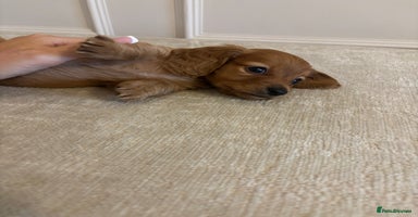 Miniature Dachshund dogs - Advert 2