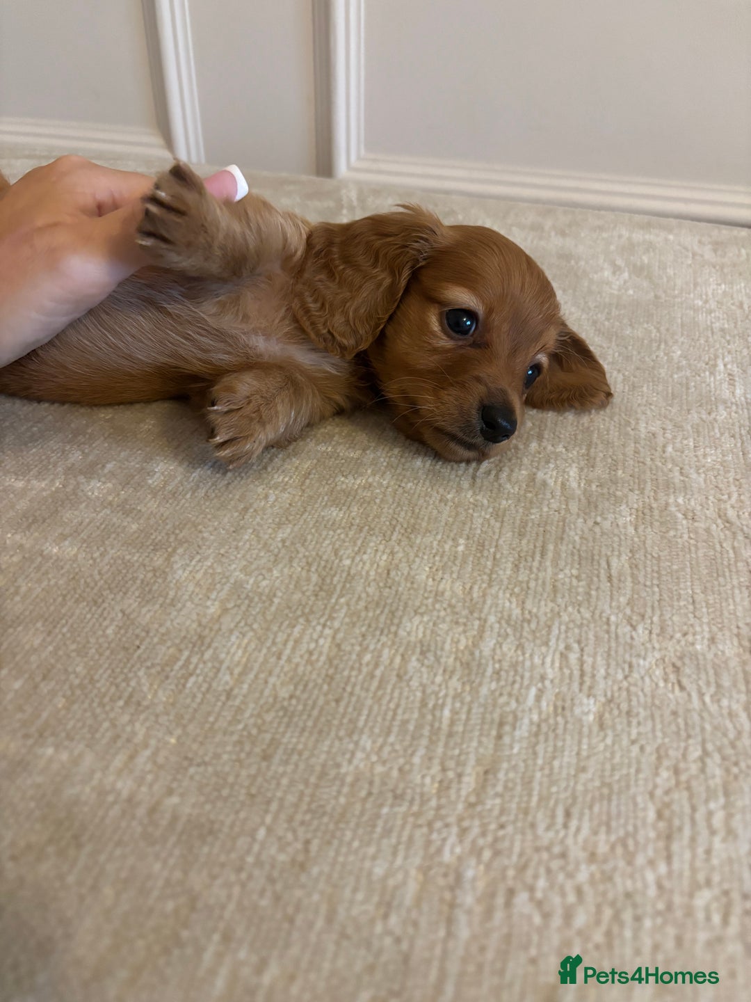 Miniature Dachshund dogs for sale: True KC miniature dachshund  - Image 3