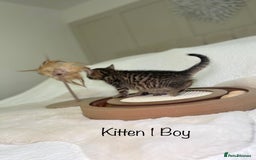 Mixed Breed cats for sale: Kittens 8 weeks old ready now  - Advert 5