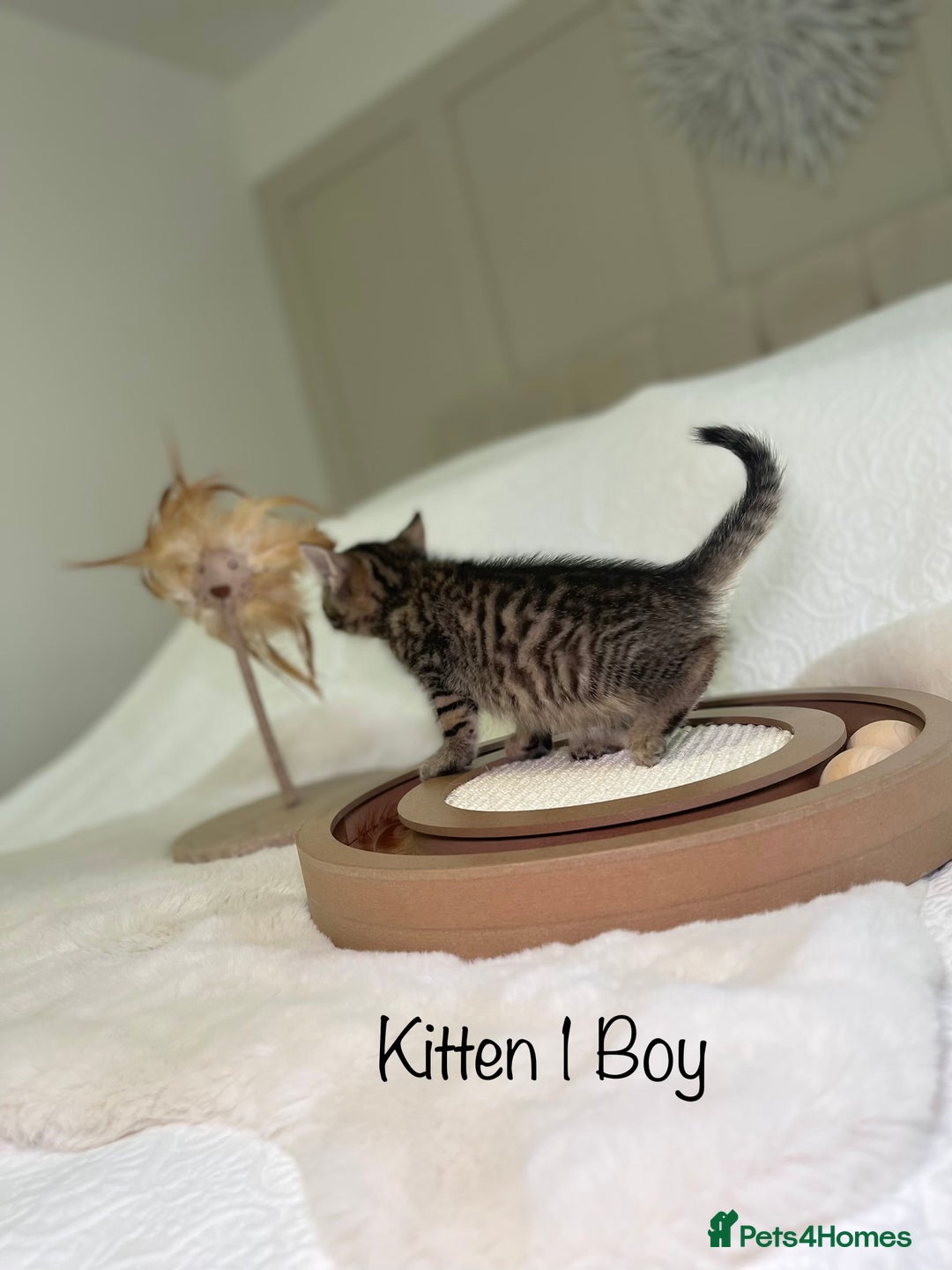 Mixed Breed cats for sale: Kittens 8 weeks old ready now  - Advert 5