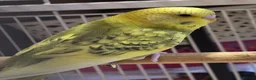 Budgerigars birds for sale: Baby budgies in Corby - Advert 3