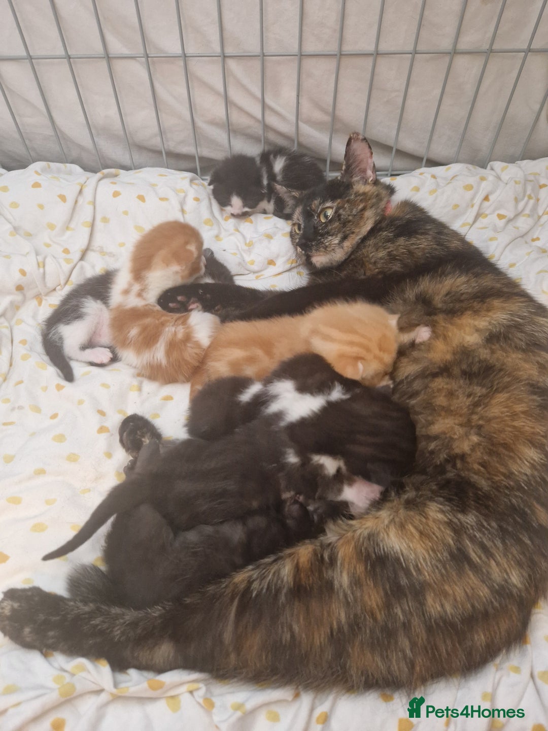 Mixed Breed cats for sale: kitten needs a new home - Advert 2