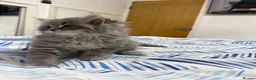Ragdoll cats for sale: 4  wonderful ragdoll kitten looking for happy Homy - Advert 18