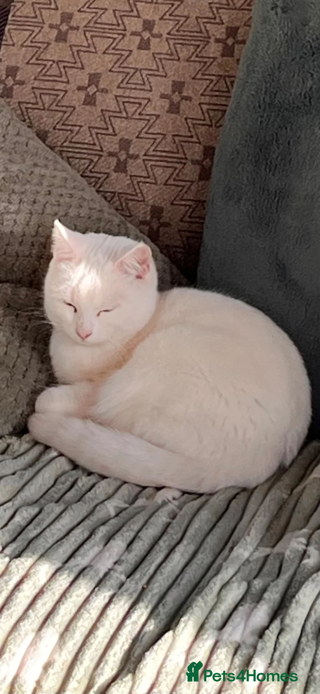 Mixed Breed cats for sale: Pure white and black and white kittens  - Advert 5