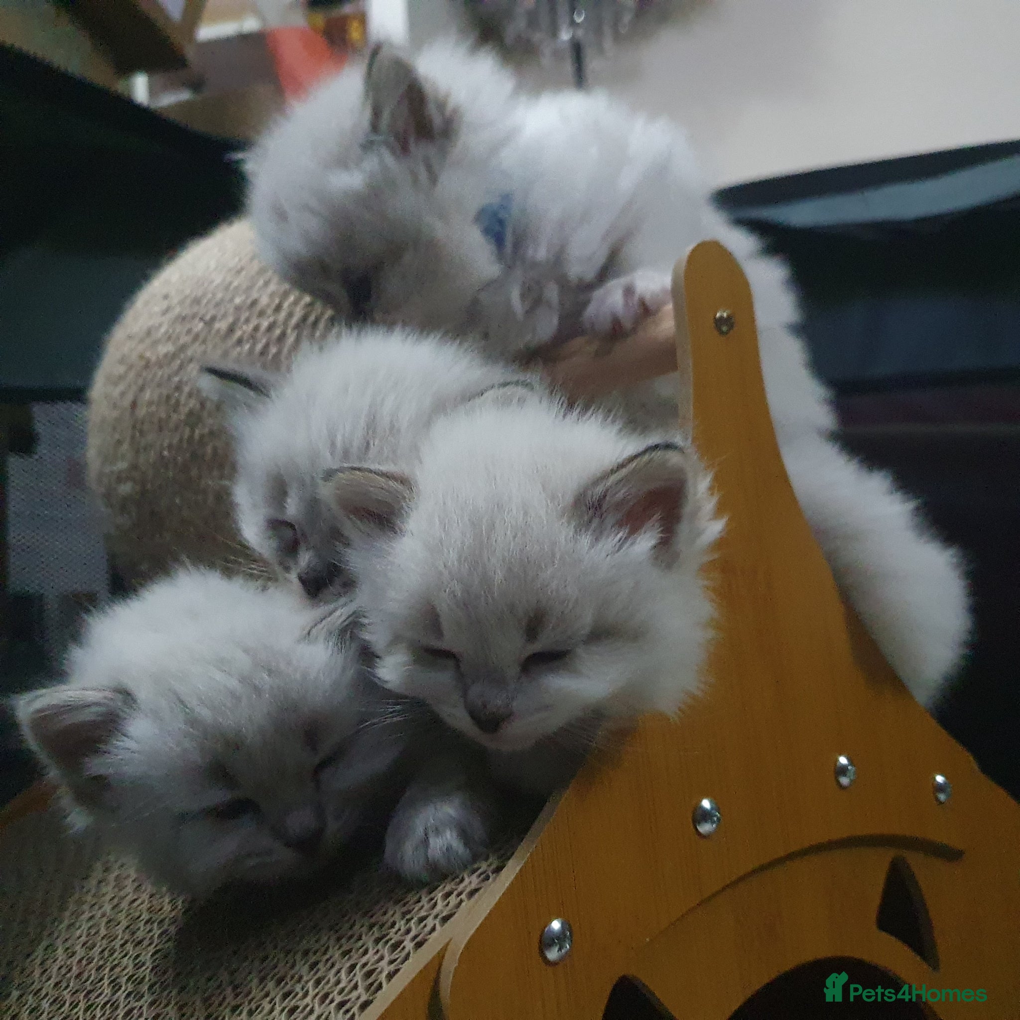 Siberian cats Gorgeous Siberian Neva Masquerade Kittens - Advert 1