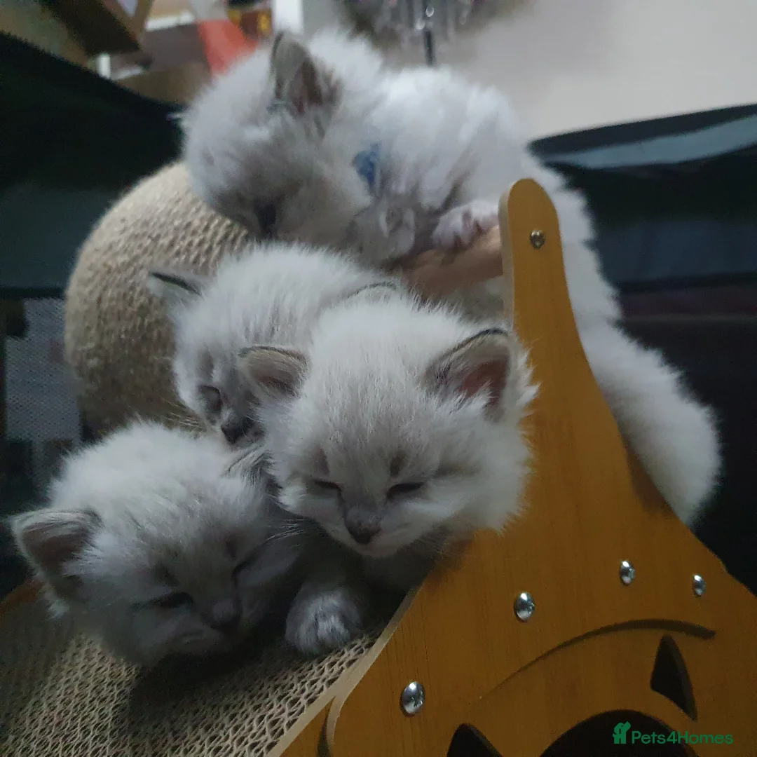 Siberian cats for sale: Gorgeous Siberian Neva Masquerade Kittens in Holyhead - Advert 1