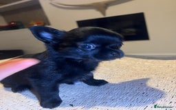 Chihuahua dogs for sale: Chihuahuas  - Image 3