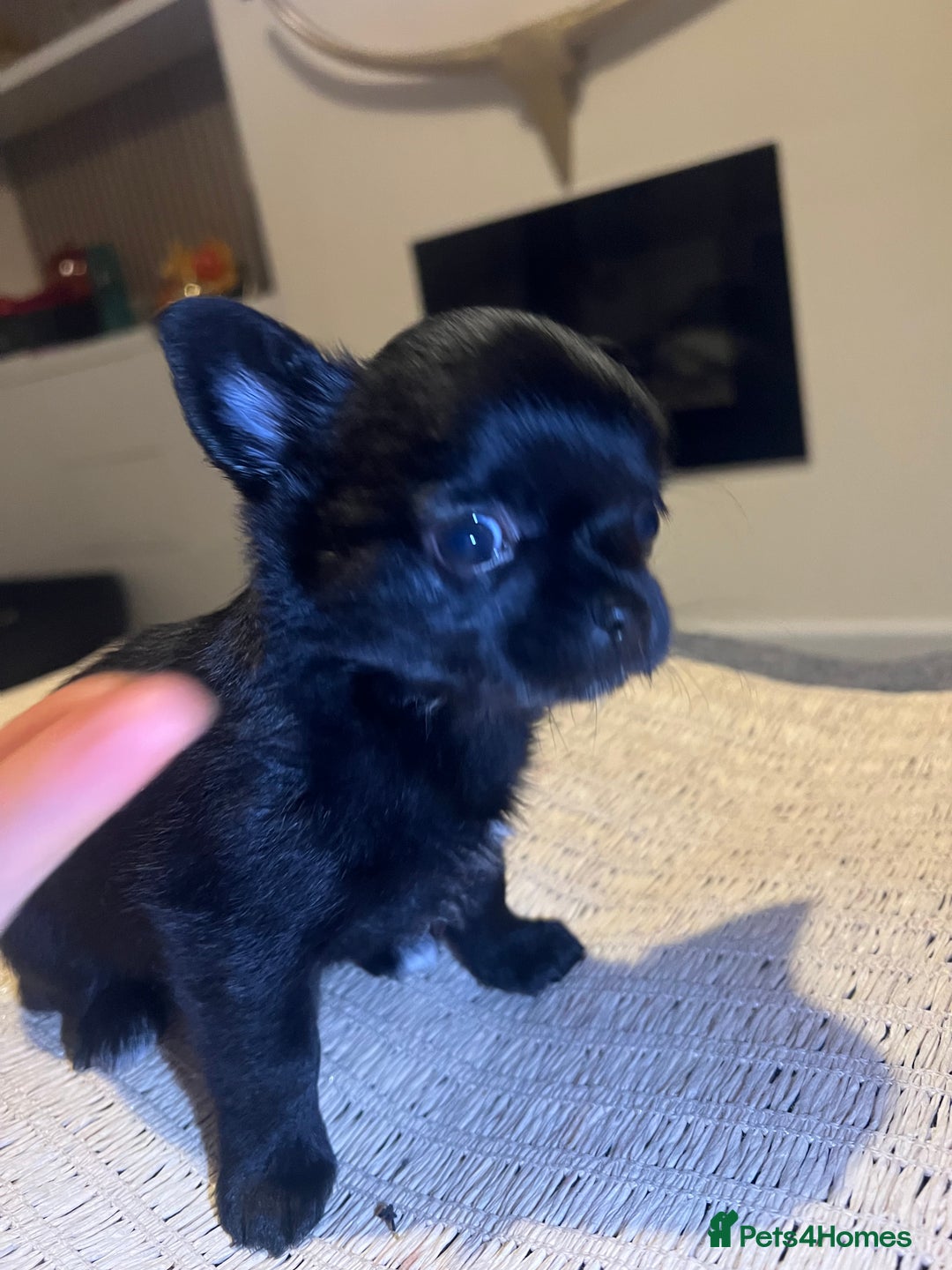 Chihuahua dogs for sale: Chihuahuas  - Image 3