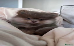 Pomeranian dogs for stud: Beautiful POMERANIAN ready for stud 🐻 - Image 6