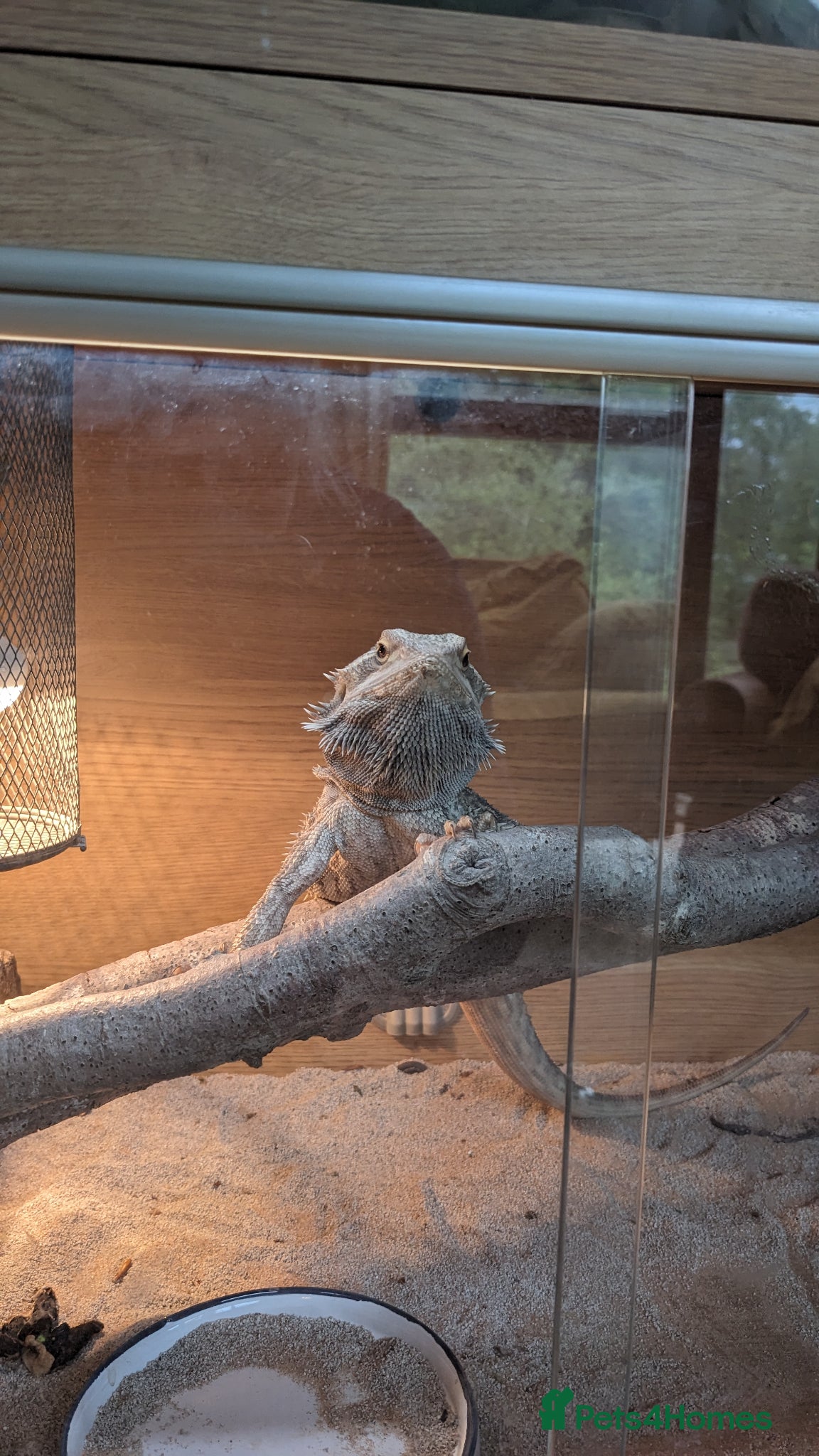 Bearded Dragon reptiles Bearded dragon  - Advert 1
