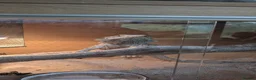 Bearded Dragon reptiles for sale: Bearded dragon  in Beaminster - Advert 1