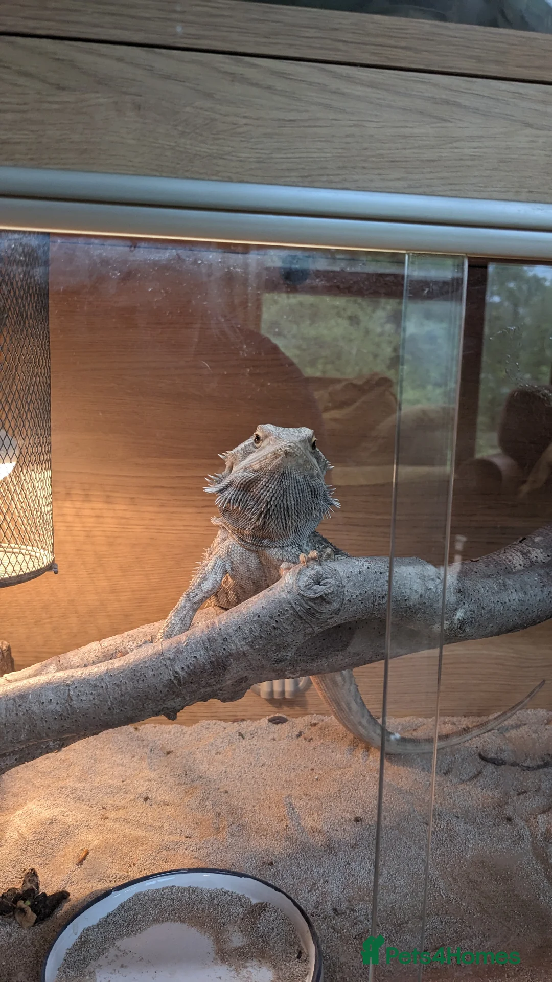 Bearded Dragon reptiles for sale: Bearded dragon  in Beaminster - Advert 1