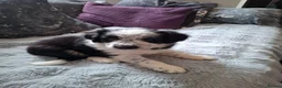 Border Collie dogs for sale: Beautiful Male collie in Exeter - Advert 3