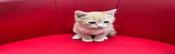 Mixed Breed cats for sale: Ginger Boy looking for a loving home. - Advert 4