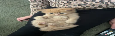 American Shorthair Kitten 2